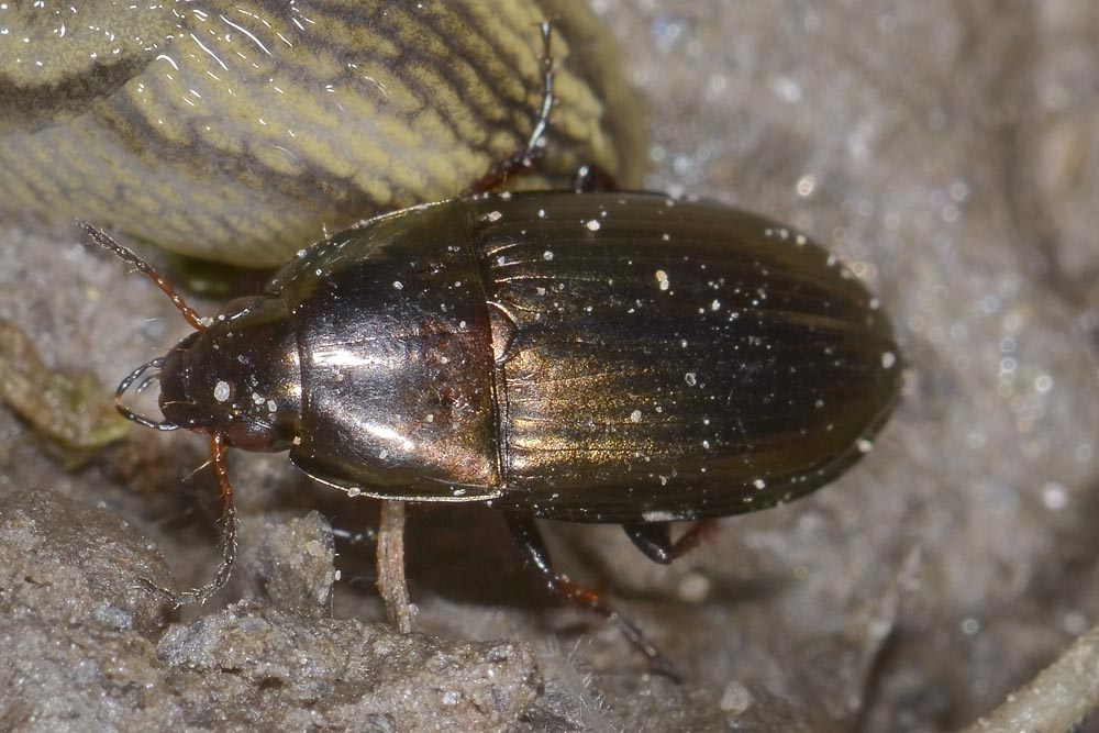 Amara aenea ed a seguire A. schimperi, Carabidae